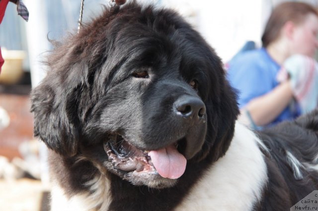 Фото: ньюфаундленд Кипер Соул Жемчужный Король