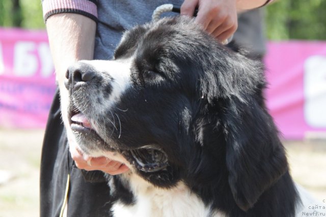 Фото: ньюфаундленд Лорд Люксембург Аюлар из Тихого Омута (Lord Luxemburg Ayular iz Tihogo Omuta)