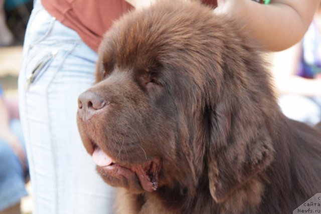 Фото: ньюфаундленд Командор из Медвежьего Яра