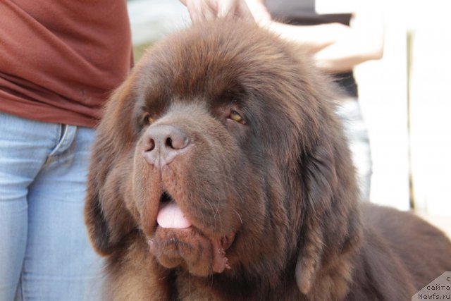 Фото: ньюфаундленд Командор из Медвежьего Яра