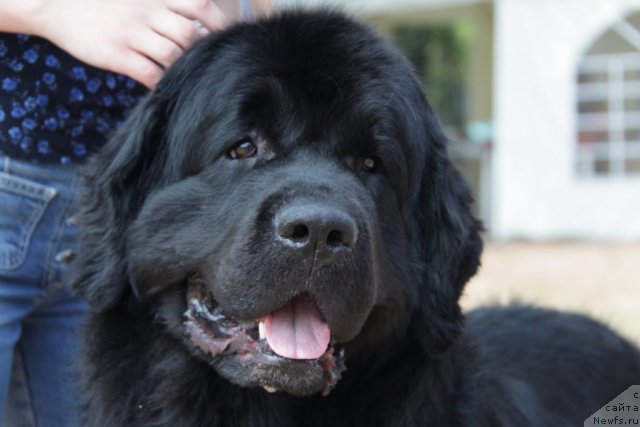 Фото: ньюфаундленд Маг Исполин Копперфильд