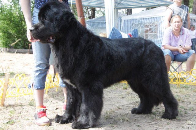 Фото: ньюфаундленд Маг Исполин Копперфильд