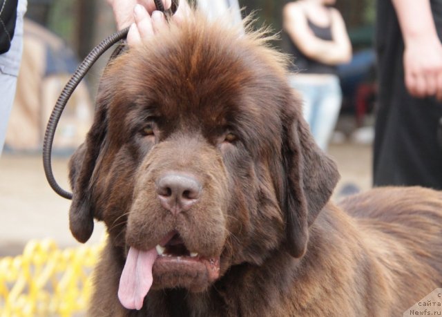 Фото: ньюфаундленд Кокетка от Чаннел из Медвежьего Яра