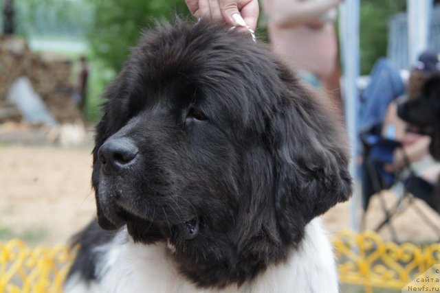 Фотография № 48598