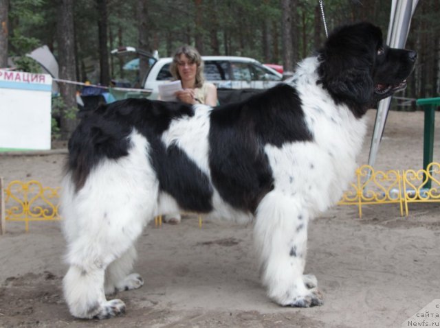 Фото: ньюфаундленд Веснушка на Счастье (Vesnushka na Shastie)