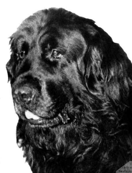 Фото: ньюфаундленд Berry vom Gottleubatal (Берри ф.Готтлейбаталь)