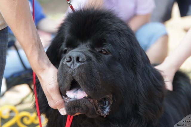 Фото: ньюфаундленд Супер Премиум Вашингтон