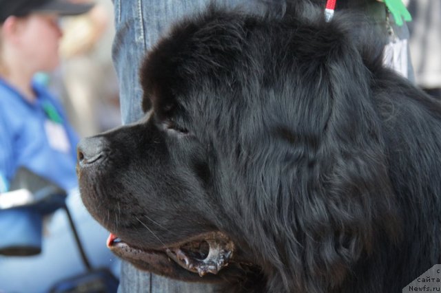 Фото: ньюфаундленд Супер Премиум Вашингтон