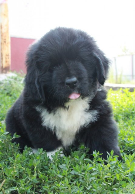 Фото: ньюфаундленд Икона Стиля