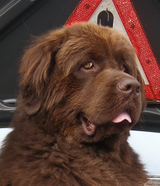 Фото: ньюфаундленд Назар Бывалый (Nazar Byvaly)