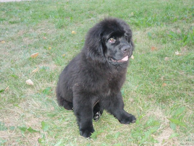 Фото: ньюфаундленд Центр Мироздания из Аркаима (Tsentr Mirozdaniya iz Arkaima)