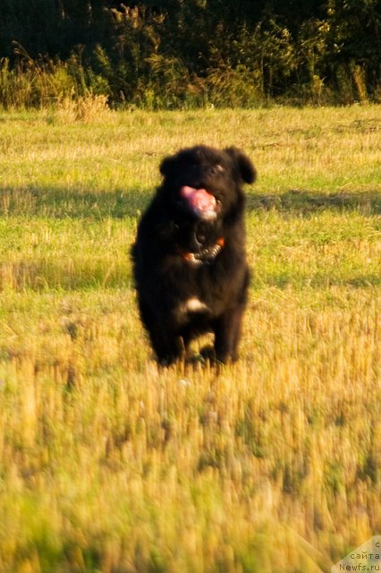 Фото: Гастон де Фуа