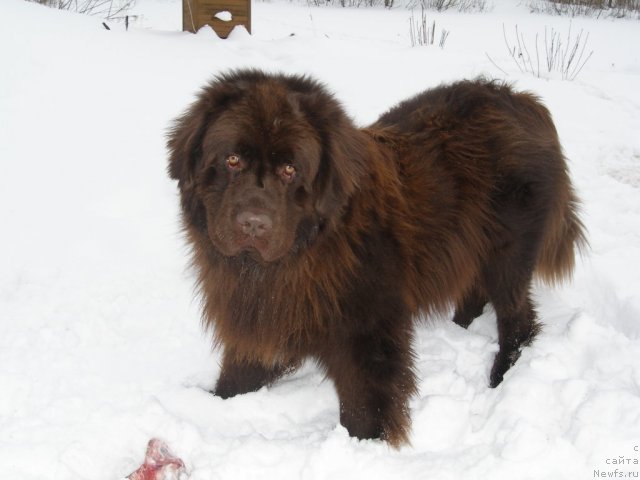 Фото: ньюфаундленд Назар Бывалый (Nazar Byvaly)