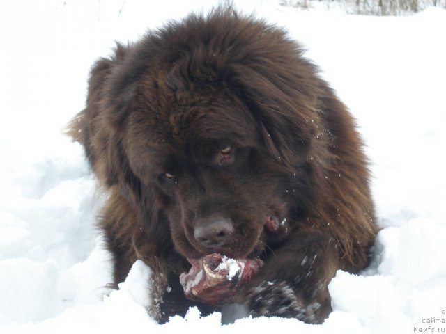 Фото: ньюфаундленд Назар Бывалый (Nazar Byvaly)