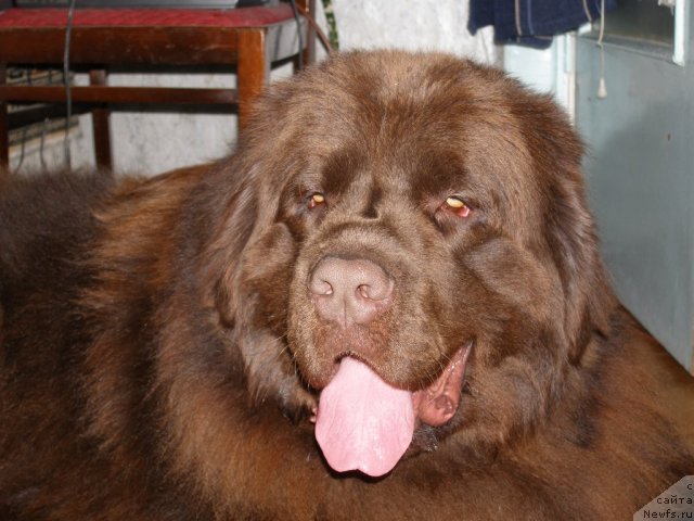 Фото: ньюфаундленд Назар Бывалый (Nazar Byvaly)