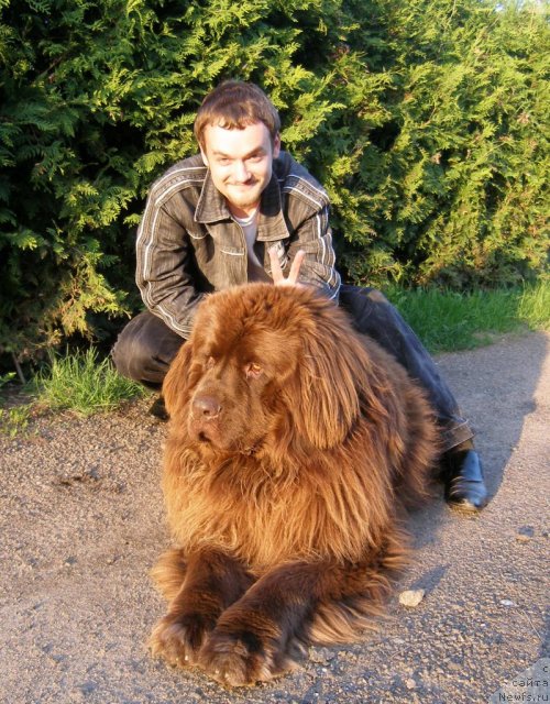 Фото: ньюфаундленд Назар Бывалый (Nazar Byvaly)