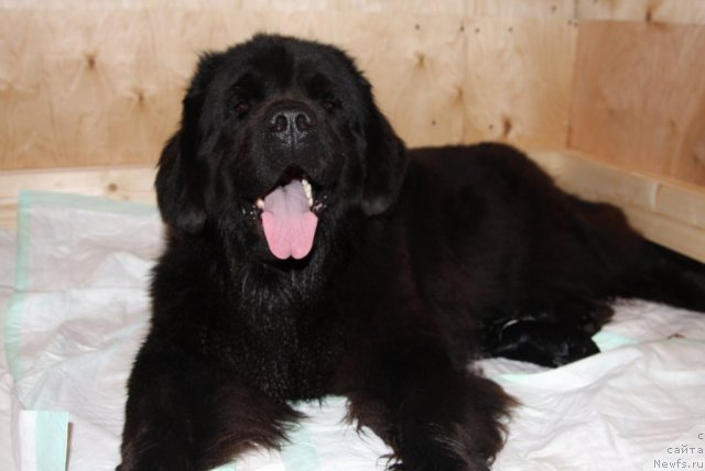 Фото: ньюфаундленд Сладкая Моя от Сибирского Медведя