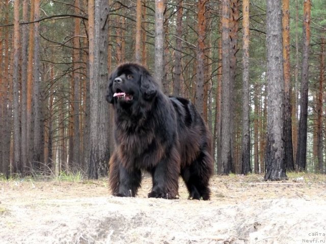 Фото: ньюфаундленд Рафаэлла Бриллианс Черная Жемчужина