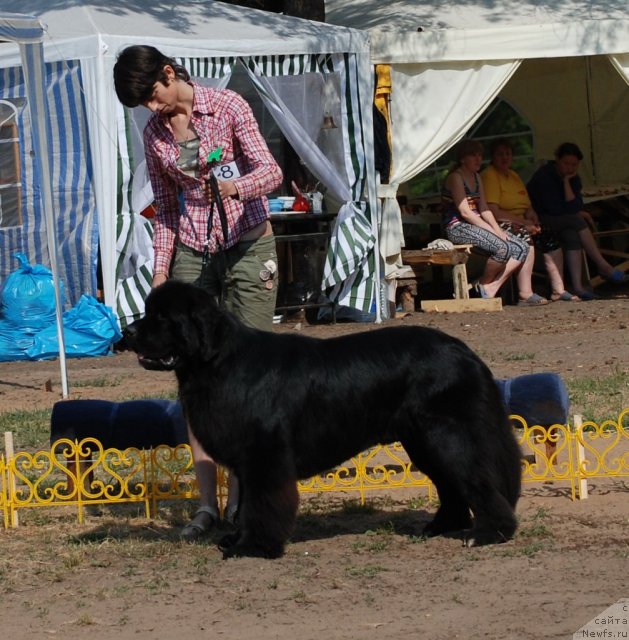 Фото: Светлана Гордиенко, ньюфаундленд Флагман от Сибирского Медведя (Flagman ot Sibirskogo Medvedja)