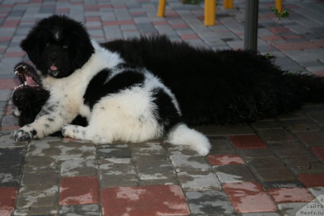 Фото: ньюфаундленд Аквиан Сонг Зеро Гравити (Akvian Song Zero Graviti), ньюфаундленд Gimenej Golden Star