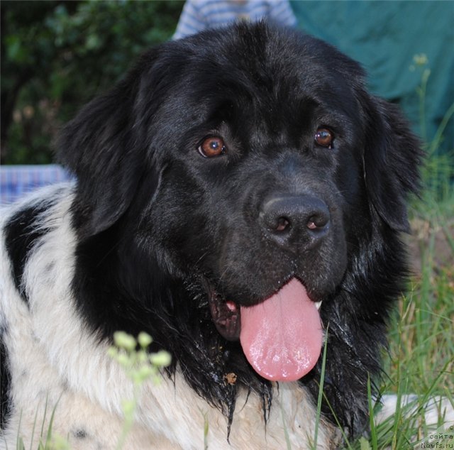 Фото: ньюфаундленд Кипер Соул Жемчужина Белая