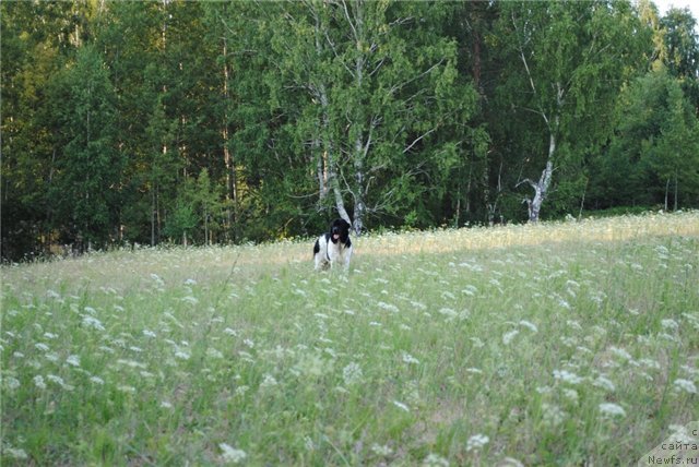 Фото: ньюфаундленд Кипер Соул Жемчужина Белая