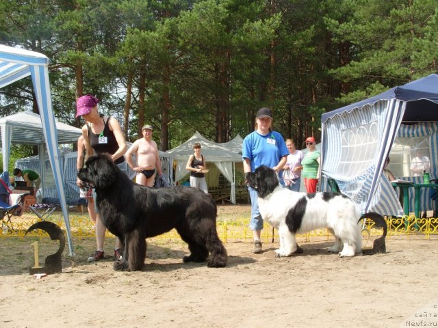 Фото: ньюфаундленд Иван Царевич из Тихого Омута (Ivan Tsarevich iz Tihogo Omuta), ньюфаундленд Супер Бизон Батон