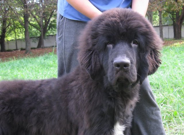 Фото: Щенок Мэджи и Зорро