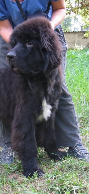 Фото: Щенок Мэджи и Зорро