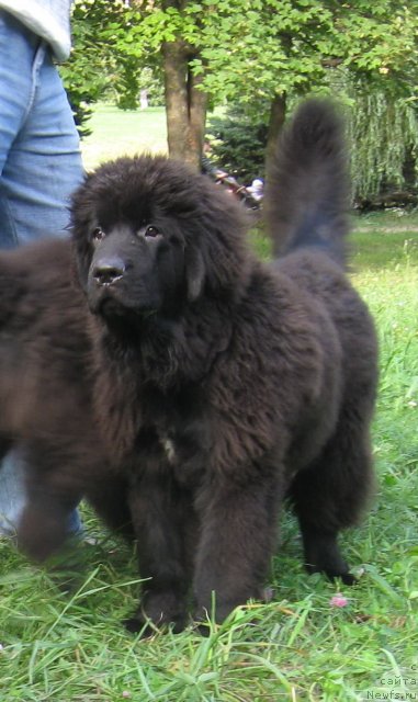 Фото: ньюфаундленд Мэджестик Гудсоул Найси Фою