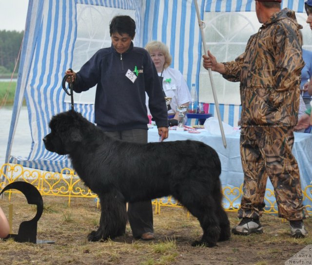 Фото: Галия, ньюфаундленд Акин Соул София