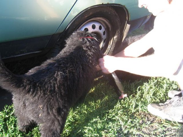 Фото: ньюфаундленд Арабеска Найс Попури