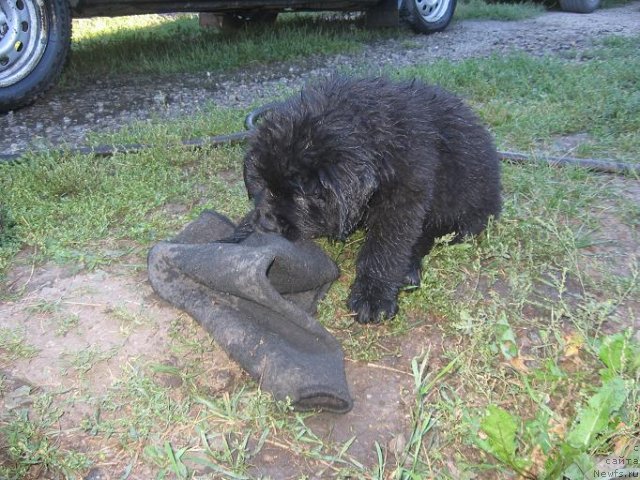 Фото: ньюфаундленд Альтаир Дак Стар