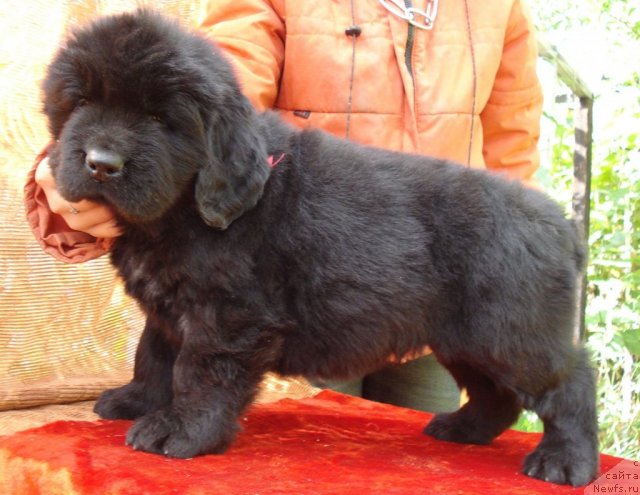 Фото: ньюфаундленд Их Высочество Баттерфляй Блэк Омелия