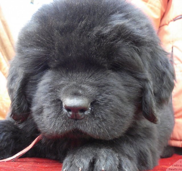 Фото: ньюфаундленд Их Высочество Баттерфляй Блэк Омелия