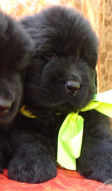 Фото: ньюфаундленд Их Высочество Гламур Доджи