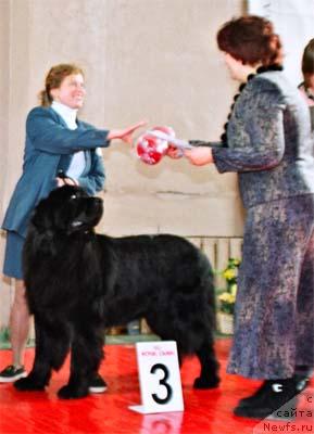 Фото: ньюфаундленд Bellami from Giant's Island