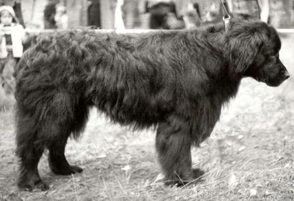 Фото: ньюфаундленд Га Отто
