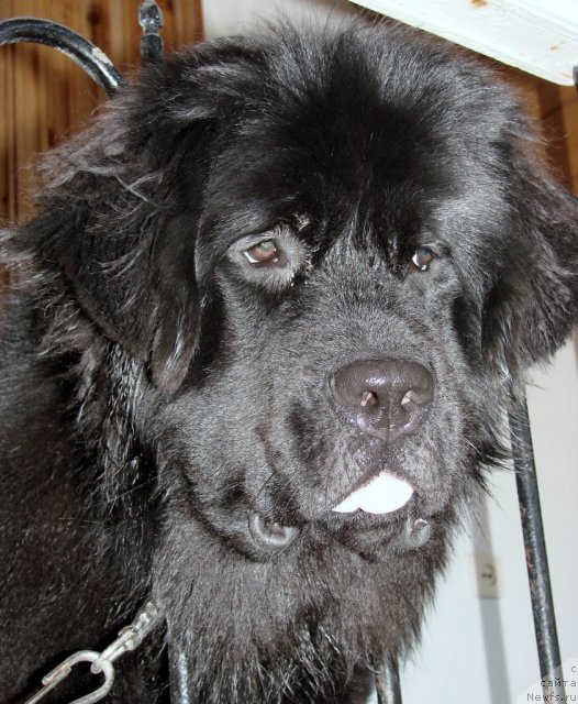 Фото: ньюфаундленд Загадка Доминика Кара Дениз (Zagadka Dominika Kara Deniz)