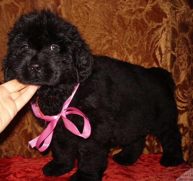 Фото: ньюфаундленд Аэвелия Баттерфляй