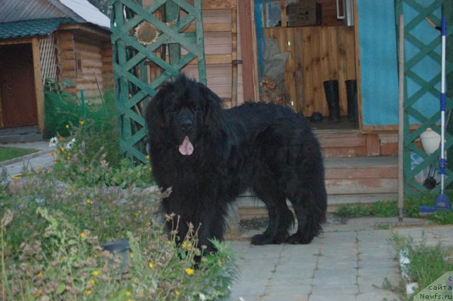 Фото: ньюфаундленд Сент Джонс Орфей