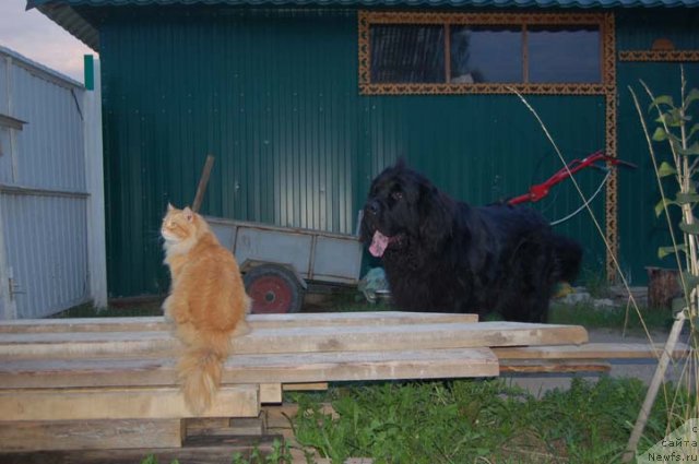 Фото: ньюфаундленд Сент Джонс Орфей