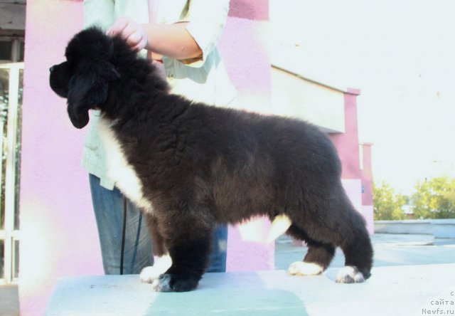 Фото: ньюфаундленд Икона Стиля