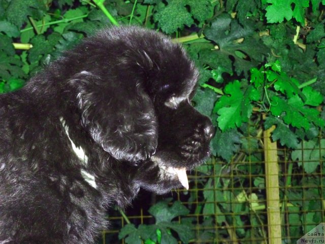 Фото: ньюфаундленд Бекхем Биг Бой