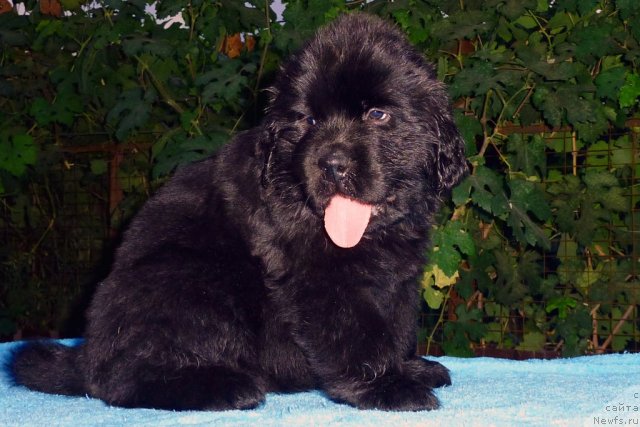 Фото: ньюфаундленд Бекхем Биг Бой
