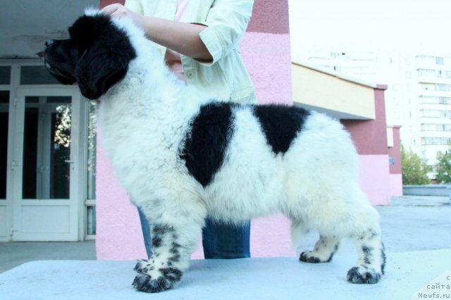 Фото: ньюфаундленд Аквиан Сонг Зиппи Панда