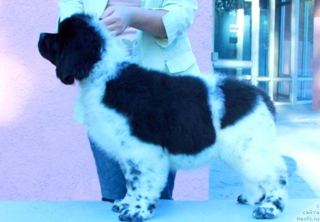 Фото: ньюфаундленд Аквиан Сонг Зес Трибьют ту Фешен