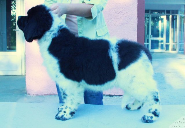 Фото: ньюфаундленд Аквиан Сонг Зес Трибьют ту Фешен