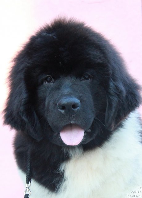 Фото: ньюфаундленд Аквиан Сонг Зес Трибьют ту Фешен