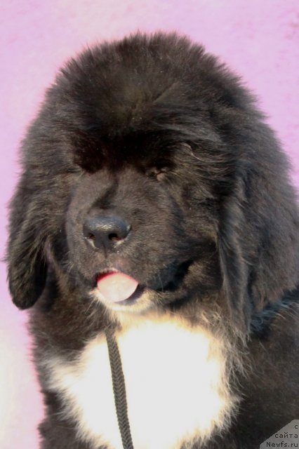 Фото: ньюфаундленд Икона Стиля